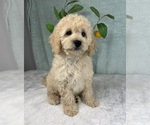Small #4 Cavapoo