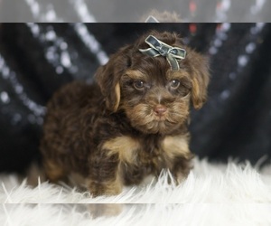 Medium YorkiePoo