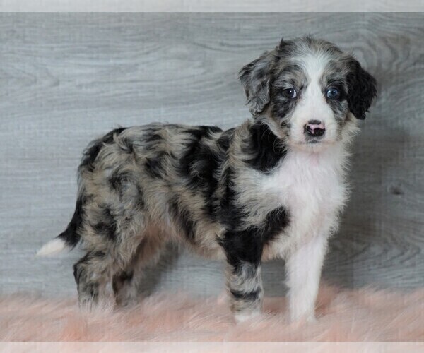 Medium Photo #2 Aussiedoodle Puppy For Sale in FREDERICKSBG, OH, USA