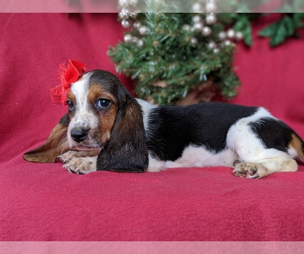 Medium Photo #4 Basset Hound Puppy For Sale in LANCASTER, PA, USA