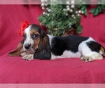 Small Photo #4 Basset Hound Puppy For Sale in LANCASTER, PA, USA