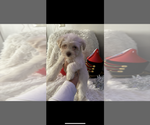 Small #2 Maltese-Poodle (Toy) Mix