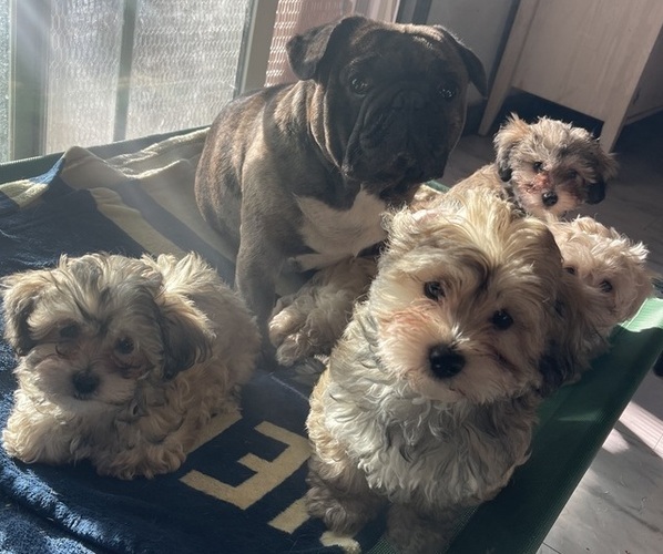 Medium Photo #14 Maltipoo (Miniature) Puppy For Sale in PALMDALE, CA, USA