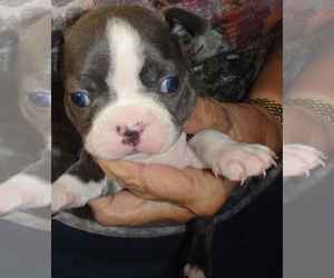 Boston Terrier Puppy for sale in BEND, OR, USA
