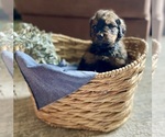 Small Photo #22 Bernedoodle Puppy For Sale in BUFFALO, MO, USA