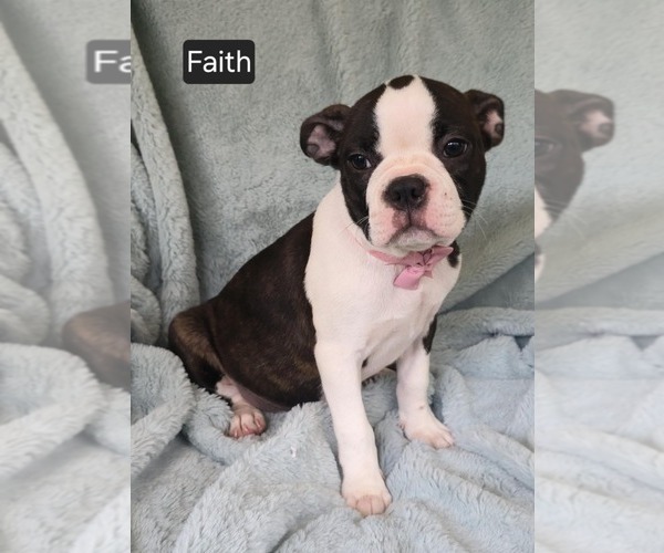 Medium Photo #2 Boston Terrier Puppy For Sale in MINERAL WELLS, WV, USA