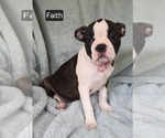 Small #1 Boston Terrier