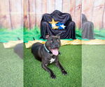 Small #21 American Pit Bull Terrier Mix