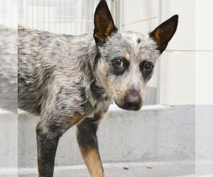 Mutt Dogs for adoption in San Antonio, TX, USA