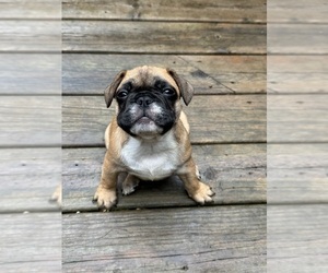 French Bulldog Puppy for sale in MUSCODA, WI, USA