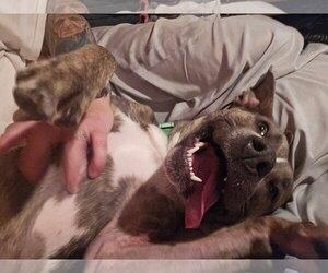Hops - Female Mutt Dog for Adoption - Photo #3
