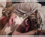 Small Photo #3 Mutt Puppy For Sale in Uwchlan, PA, USA