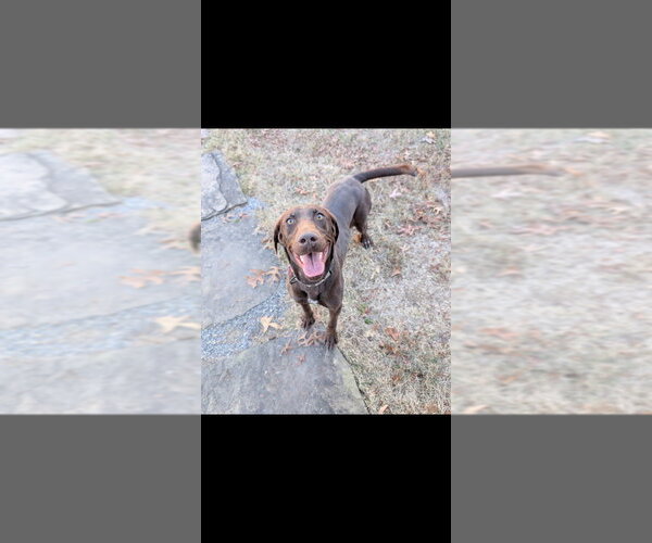 Medium Photo #1 Labrador Retriever-Unknown Mix Puppy For Sale in Boston, MA, USA