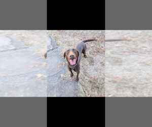Labrador Retriever-Unknown Mix Dogs for adoption in Boston, MA, USA