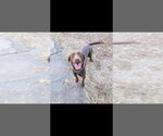 Small Labrador Retriever Mix