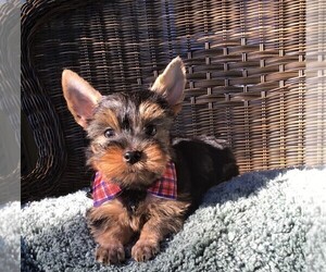 Yorkshire Terrier Puppy for sale in PENSACOLA, FL, USA