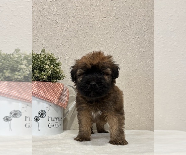 Medium Photo #4 Soft Coated Wheaten Terrier Puppy For Sale in SALEM, MO, USA