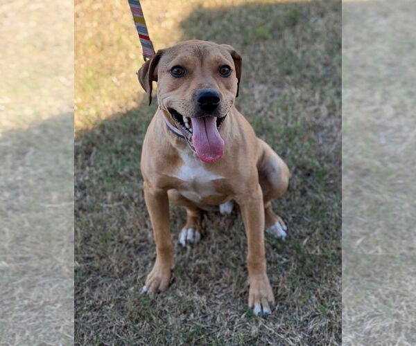 Medium Photo #2 Basset Hound-Unknown Mix Puppy For Sale in Oceanside, CA, USA