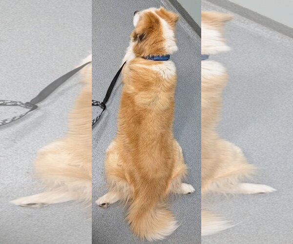 Medium Photo #4 Goberian Puppy For Sale in Murfreesboro, NC, USA