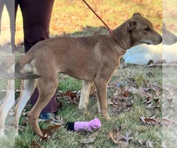 Medium Photo #4 Catahoula Leopard Dog-Labrador Retriever Mix Puppy For Sale in Yardley, PA, USA