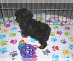 Small Photo #2 Poovanese Puppy For Sale in ORO VALLEY, AZ, USA