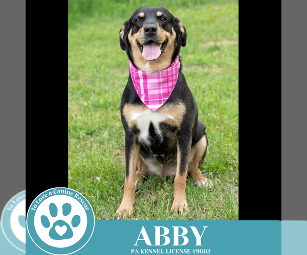 Medium Photo #3 Labrador Retriever-Unknown Mix Puppy For Sale in Kimberton, PA, USA