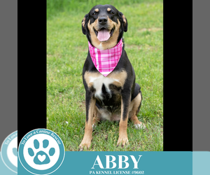Abby (Mom to the Brindle Boos) 110423 - Female Labrador Retriever-Unknown Mix Dog for Adoption - Photo #3
