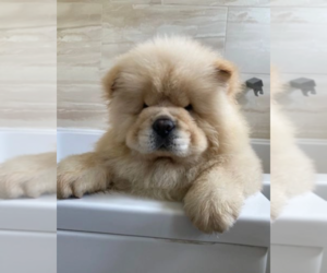 Chow Chow Puppy for sale in ALDEN, NY, USA
