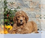 Small #2 Goldendoodle-Poodle (Standard) Mix