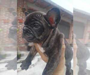 French Bulldog Puppy for sale in MORENO VALLEY, CA, USA