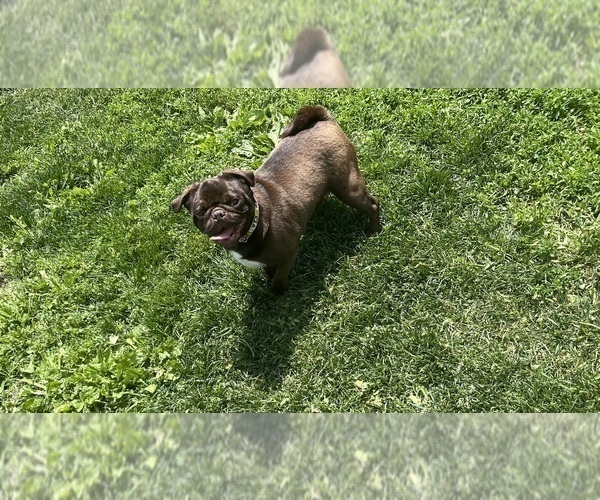 Medium Photo #1 Frenchie Pug Puppy For Sale in BLOOMINGTON, IL, USA