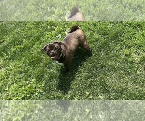 Father of the Frenchie Pug puppies born on 05/15/2025