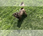 Small Photo #1 Frenchie Pug Puppy For Sale in BLOOMINGTON, IL, USA