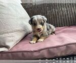 Small Photo #2 Miniature Australian Shepherd Puppy For Sale in ADAIRSVILLE, GA, USA