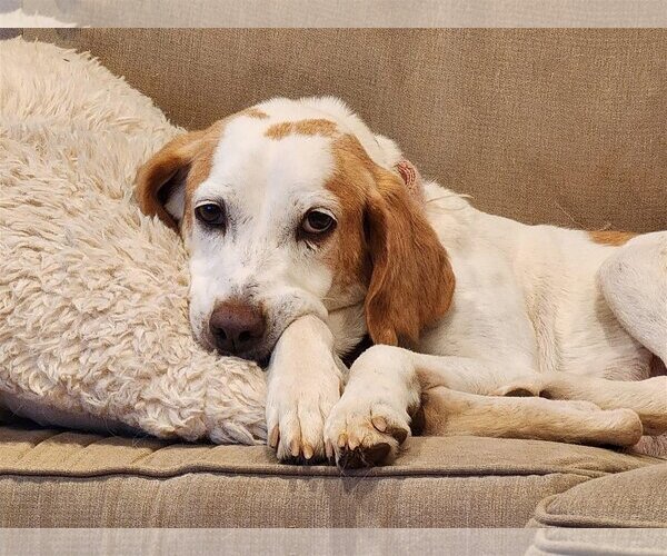 Medium Photo #3 English Foxhound-Unknown Mix Puppy For Sale in Dahlgren, VA, USA