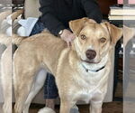 Small #3 Mutt