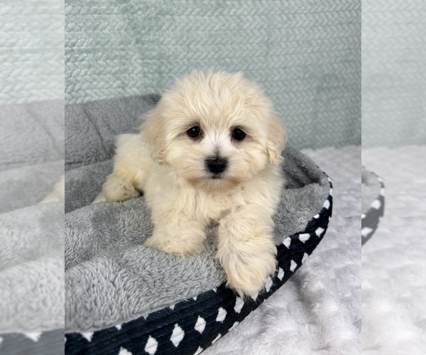 Medium Photo #6 Maltipoo Puppy For Sale in FRANKLIN, IN, USA