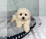 Small #5 Maltipoo