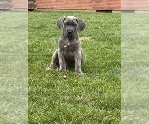Medium Cane Corso