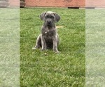 Puppy 5 Cane Corso
