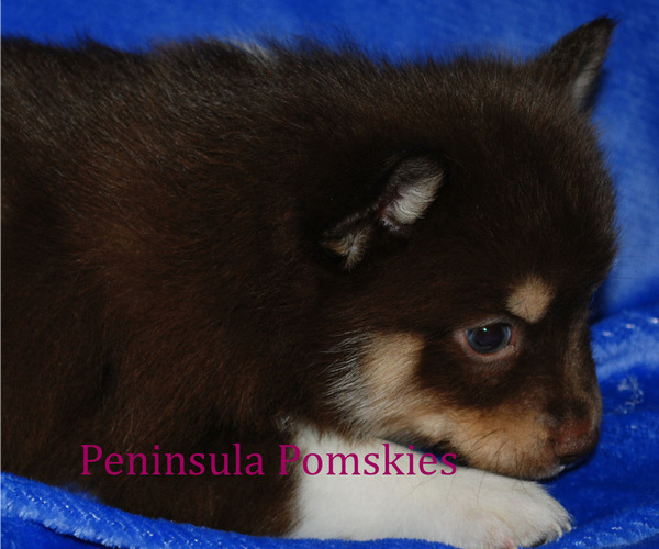 Medium Photo #7 Pomsky Puppy For Sale in SEQUIM, WA, USA