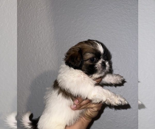 Medium Photo #1 Shih Tzu Puppy For Sale in DENVER, CO, USA