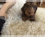 Small Photo #15 Dachshund Puppy For Sale in COLLBRAN, CO, USA