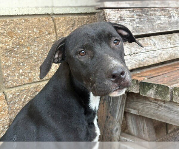 Medium Photo #1 Mutt Puppy For Sale in Tulsa, OK, USA