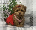 Small Photo #3 Shorkie Tzu-Yorkshire Terrier Mix Puppy For Sale in SELLERSBURG, IN, USA