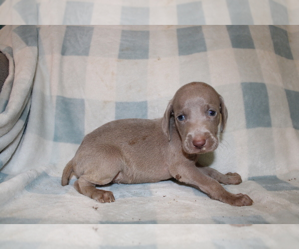 Medium Photo #6 Weimaraner Puppy For Sale in BLMGTN, IN, USA