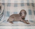Small #5 Weimaraner