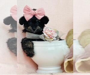 Poodle (Toy) Puppy for sale in TAMPA, FL, USA