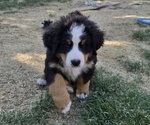 Puppy Green Bernese Mountain Dog