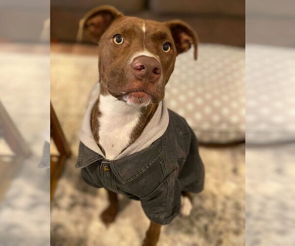 Medium Photo #11 Mutt Puppy For Sale in Rockaway, NJ, USA